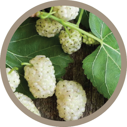 White Mulberry Ferment